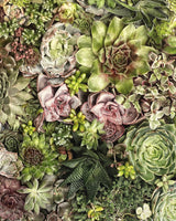 Grand Format Collective Succulents Print