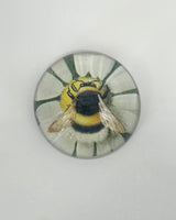 John Derian Dome Paperweights
