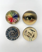John Derian Dome Paperweights