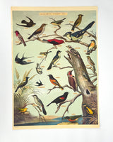 Posters / Giftwrap