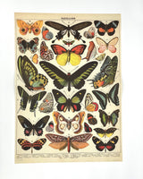 Posters / Giftwrap
