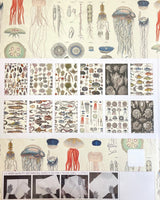Giftwrap & Creative Papers